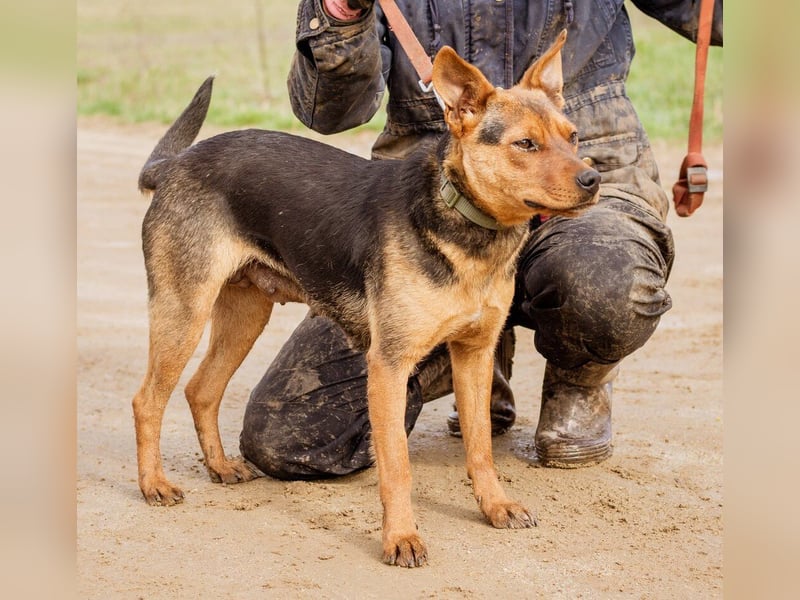 Kori, kinderliebe Hündin überwindet alle Hindernisse um Euch ihre Pfote in die Hand zu drücken