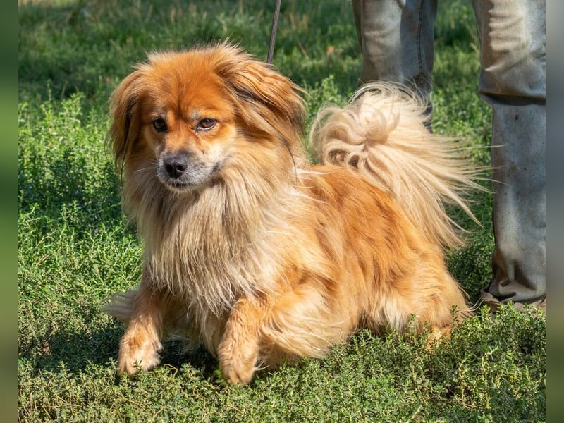 Pukkancs, kleiner Pekinesen Mix sucht ein liebes Zuhause Pukkancs, kleiner Pekinesen Mix sucht ein liebes Zuhause