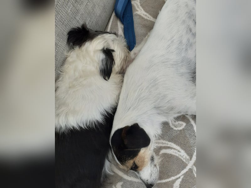 Lexie & Lotta, ein Dreamteam in gute Hände abzugeben
