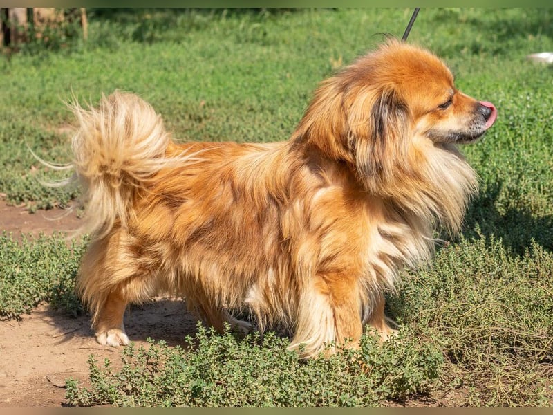 Pukkancs, kleiner Pekinesen Mix sucht ein liebes Zuhause Pukkancs, kleiner Pekinesen Mix sucht ein liebes Zuhause