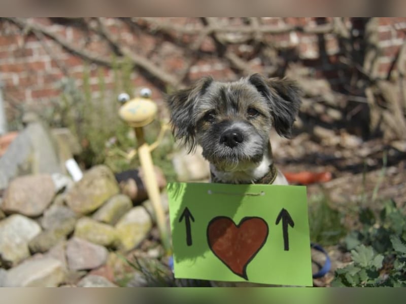 Teddy the Stöpsel