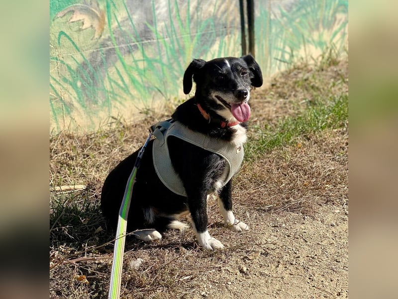 Szerenke, liebe ruhige Hündin sucht ein liebevolles Zuhause