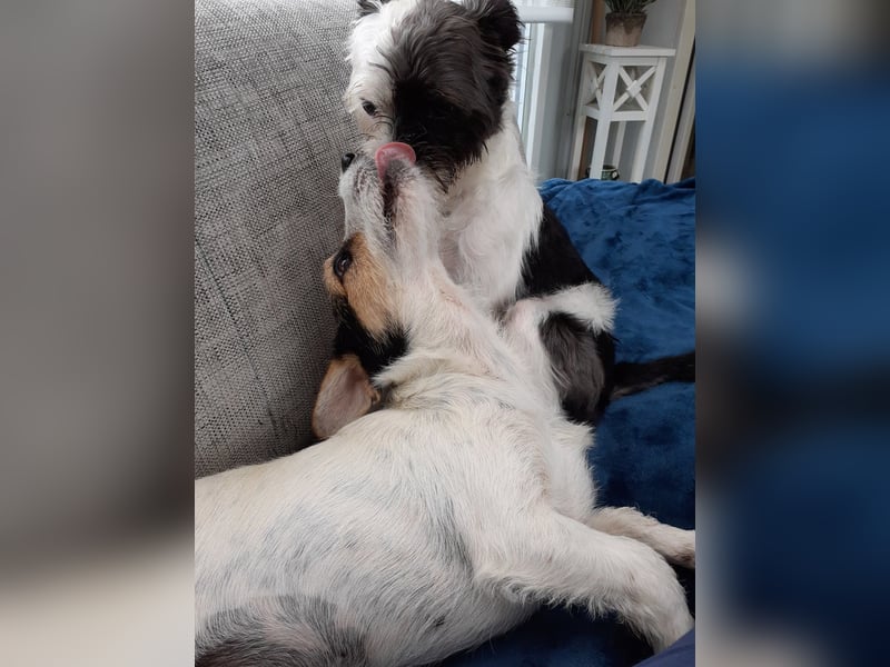 Lexie & Lotta, ein Dreamteam in gute Hände abzugeben