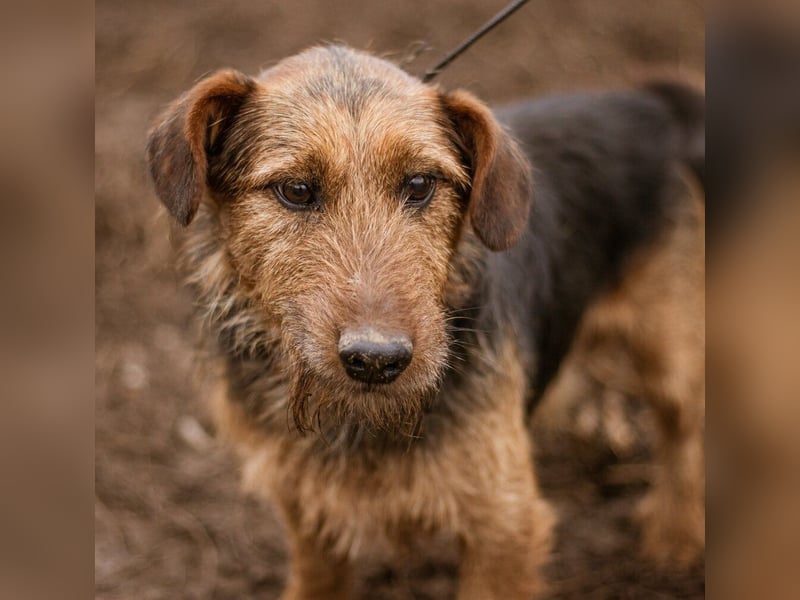 Kòpè, ein kleines Herz auf vier Pfoten mit einer großen Portion Liebe