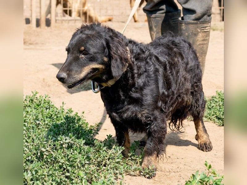 Tina, kleine Dackel-Mischlingshündin sucht ein liebevolles Zuhause Tina, kleine Dackel-Mischlingshündin sucht ein liebevolles Zuhause