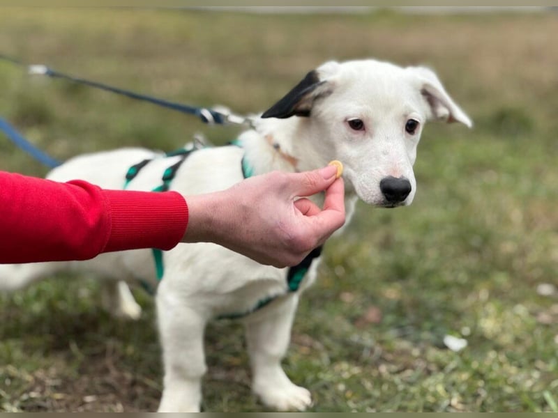 Dior, lieber kleiner Freund sucht Euch zum spielen