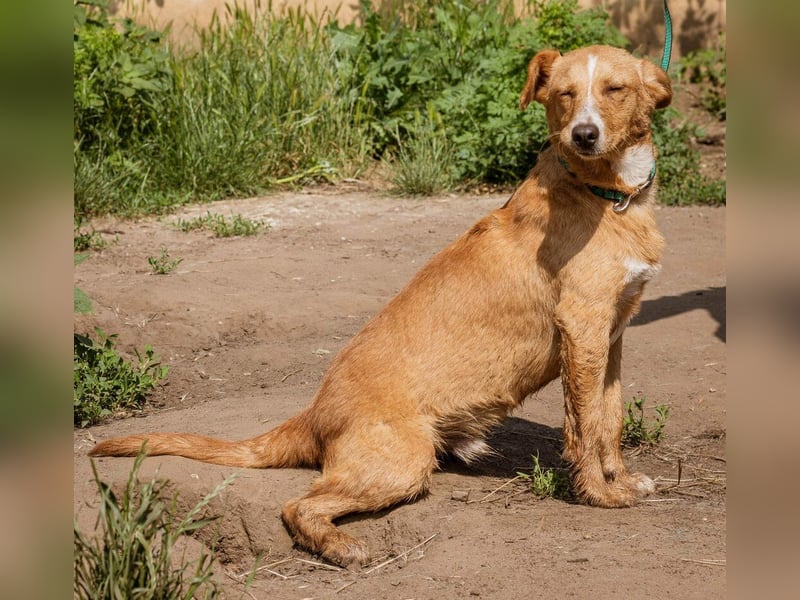 Ludwig, anfangs sehr schüchtern