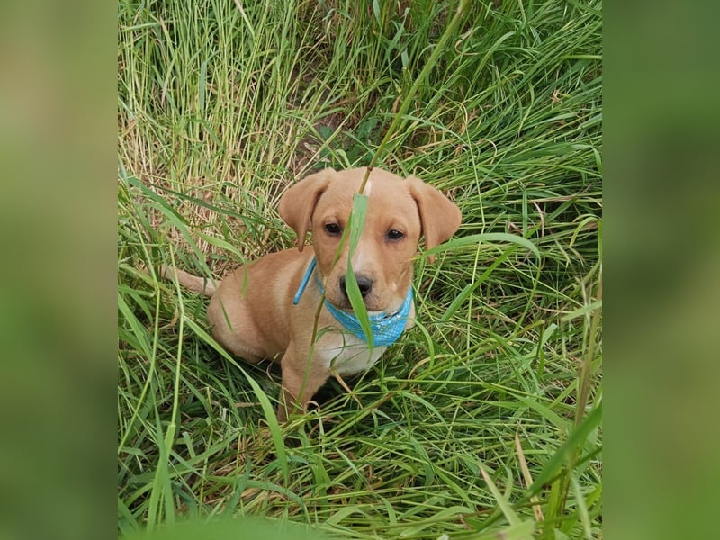 Loki, erst 6 Wochen auf der Welt, sucht er sein Glück