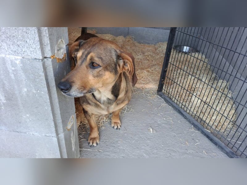 Lisa, Mutter mit ihren 4 Welpen im Tierheim gelandet