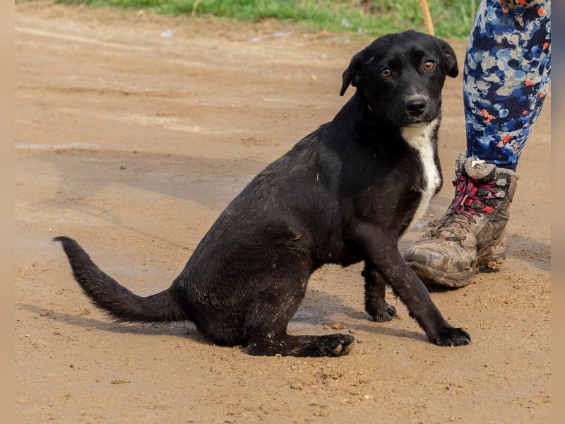 Lira, ist sie erst einmal angekommen, wird sie sicher eine treue Begleiterin