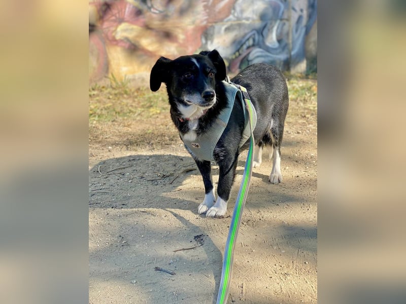 Szerenke, liebe ruhige Hündin sucht ein liebevolles Zuhause