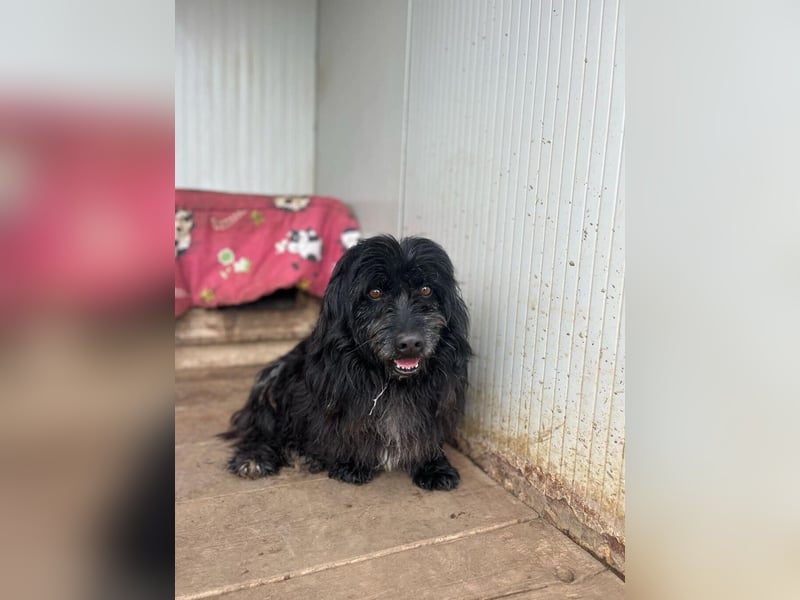 Tobi, altes Hundeherz möchte gern noch einmal ankommen dürfen