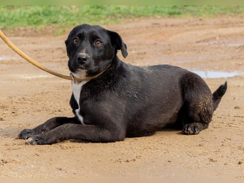 Lira, ist sie erst einmal angekommen, wird sie sicher eine treue Begleiterin