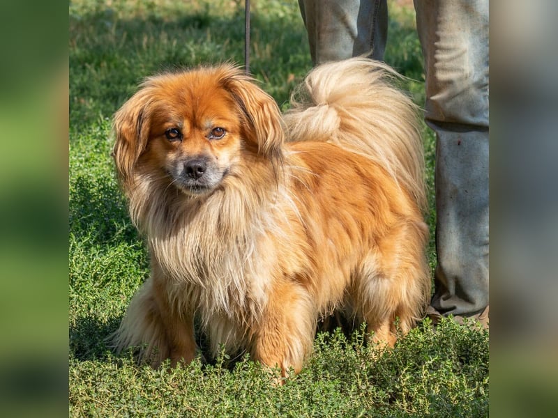 Pukkancs, kleiner Pekinesen Mix sucht ein liebes Zuhause Pukkancs, kleiner Pekinesen Mix sucht ein liebes Zuhause