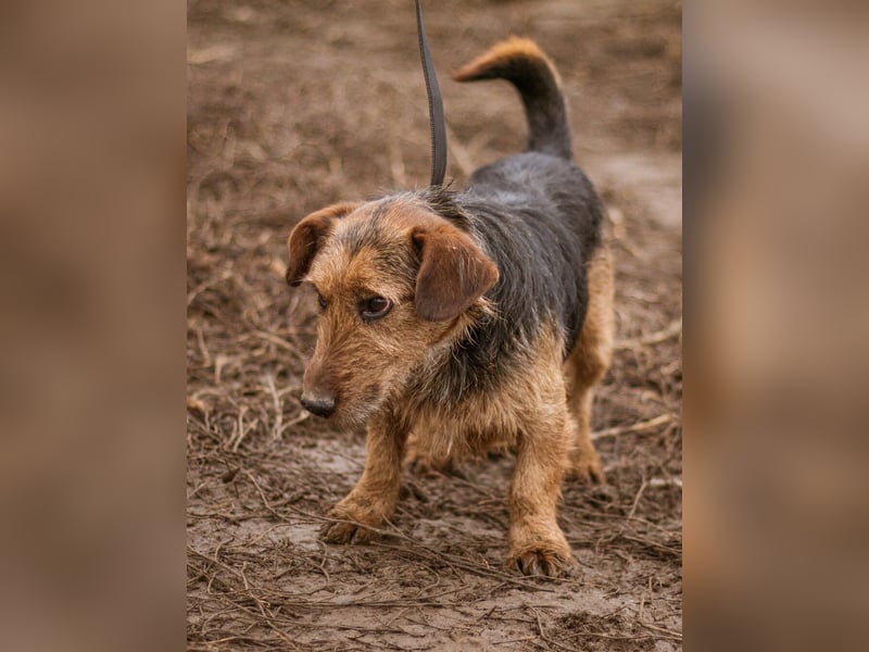 Kòpè, ein kleines Herz auf vier Pfoten mit einer großen Portion Liebe