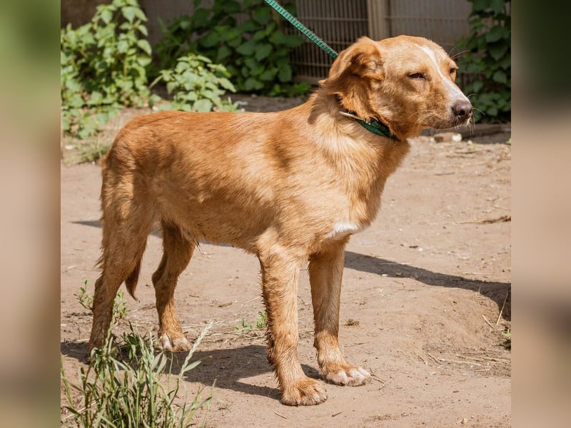 Ludwig, anfangs sehr schüchtern