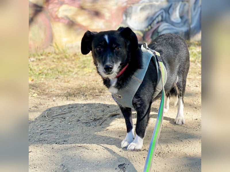 Szerenke, liebe ruhige Hündin sucht ein liebevolles Zuhause