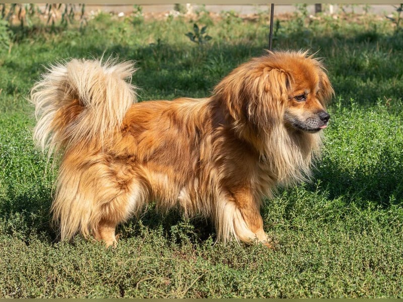 Pukkancs, kleiner Pekinesen Mix sucht ein liebes Zuhause Pukkancs, kleiner Pekinesen Mix sucht ein liebes Zuhause