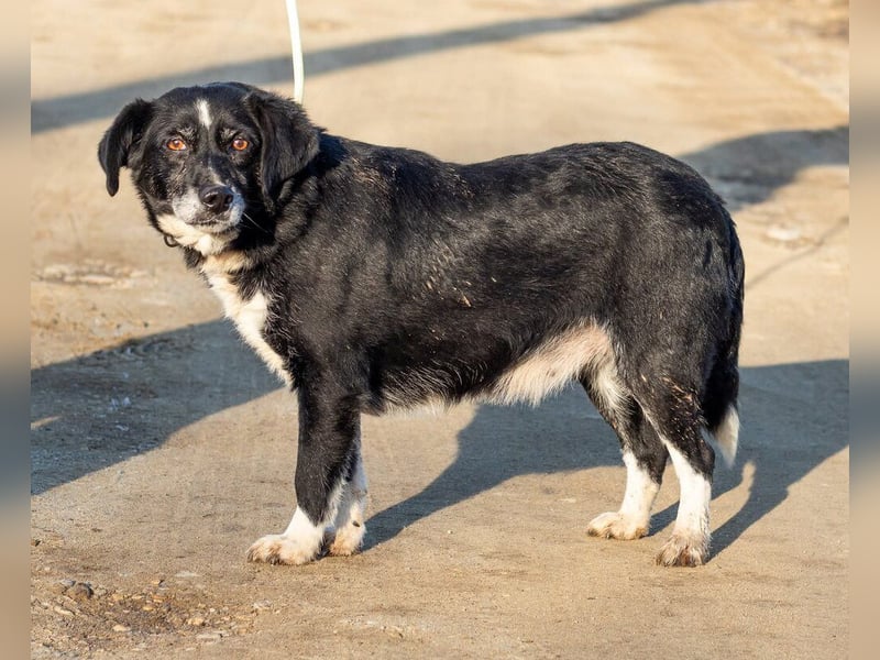 Szerenke, liebe ruhige Hündin sucht ein liebevolles Zuhause