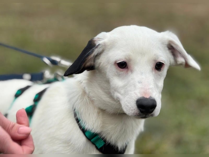 Dior, lieber kleiner Freund sucht Euch zum spielen