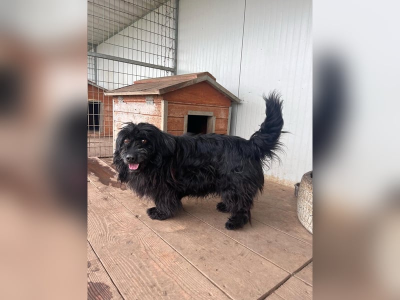 Tobi, altes Hundeherz möchte gern noch einmal ankommen dürfen