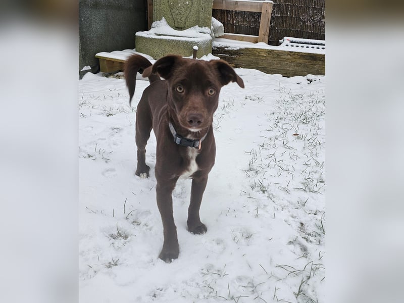 Traumhund Lucky sucht sein Für-Immer-Zuhause 