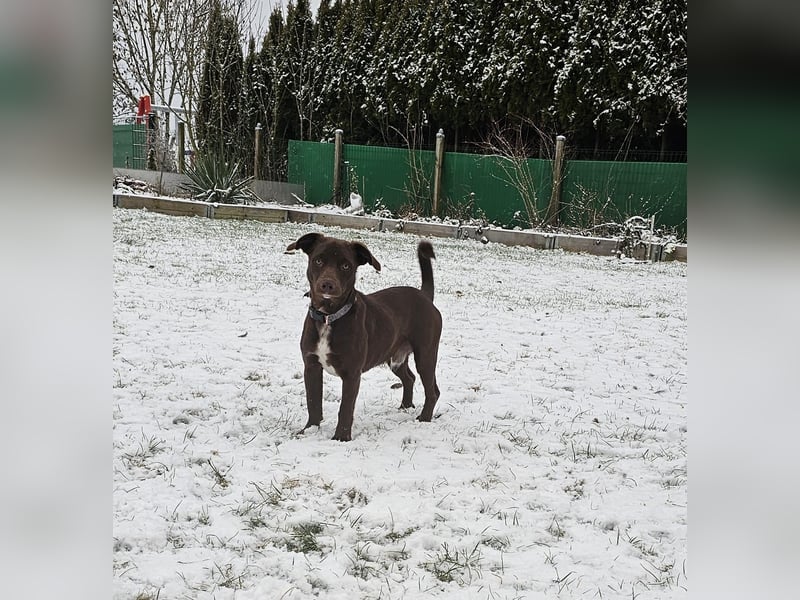Traumhund Lucky sucht sein Für-Immer-Zuhause 
