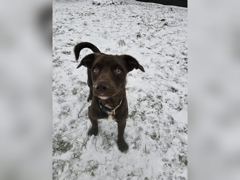 Traumhund Lucky sucht sein Für-Immer-Zuhause 