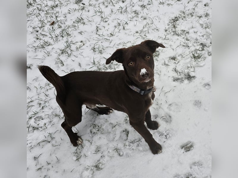 Traumhund Lucky sucht sein Für-Immer-Zuhause 