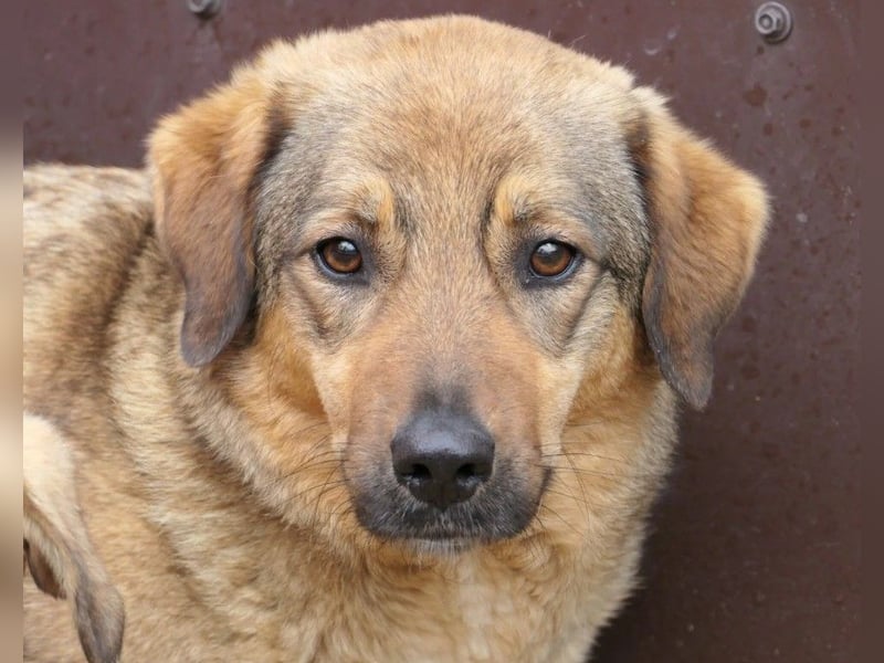 ruhige, menschenbezogene Alena sucht Für-Immer-Zuhause