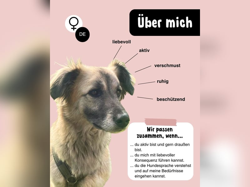 LOTTA - sucht ein erfahrenes Zuhause