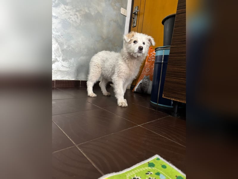 Die süße Sun sucht ihre Familie