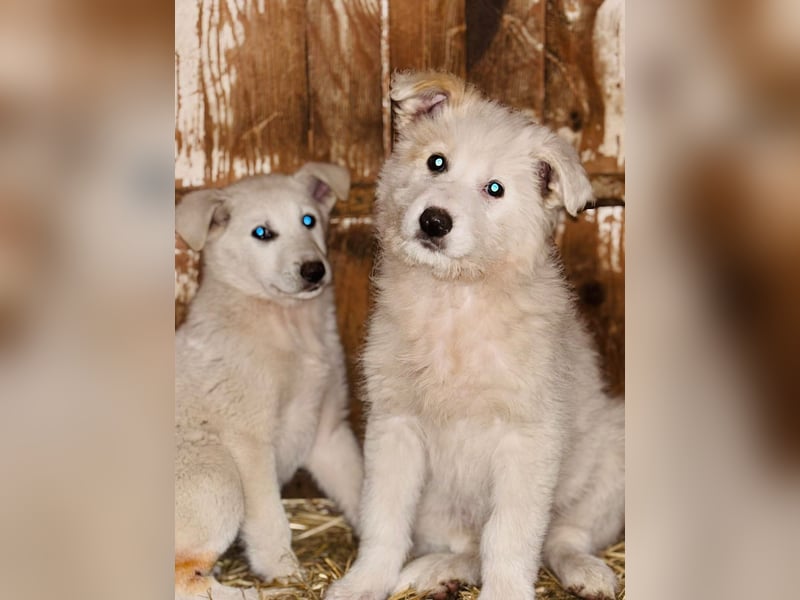 Die süße Sun sucht ihre Familie