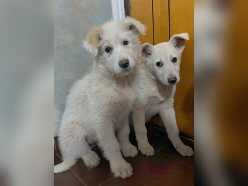 Die süße Sun sucht ihre Familie