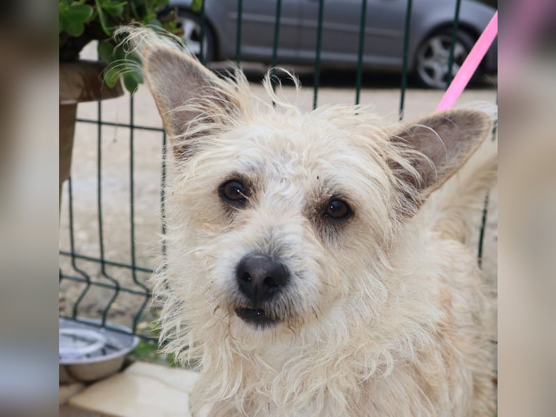 BENJI sucht sein Traumkörbchen