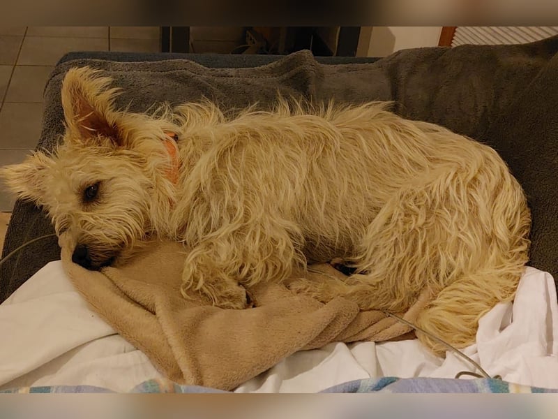 BENJI sucht sein Traumkörbchen