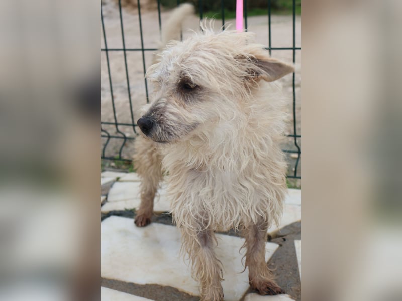 BENJI sucht sein Traumkörbchen