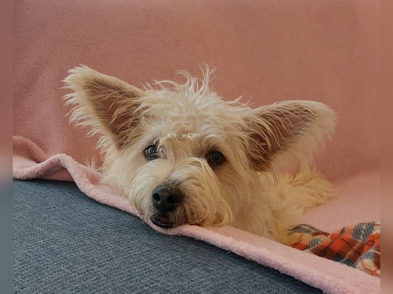 BENJI sucht sein Traumkörbchen