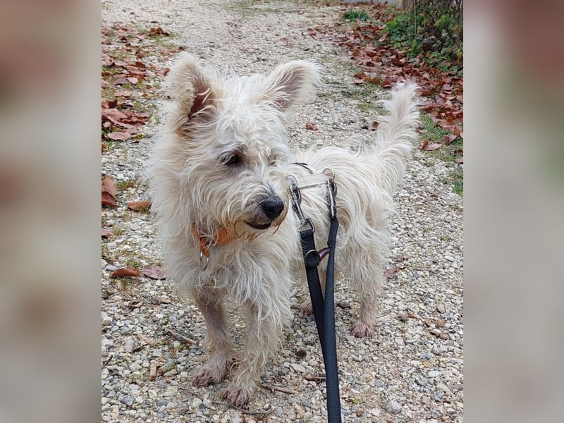 BENJI sucht sein Traumkörbchen