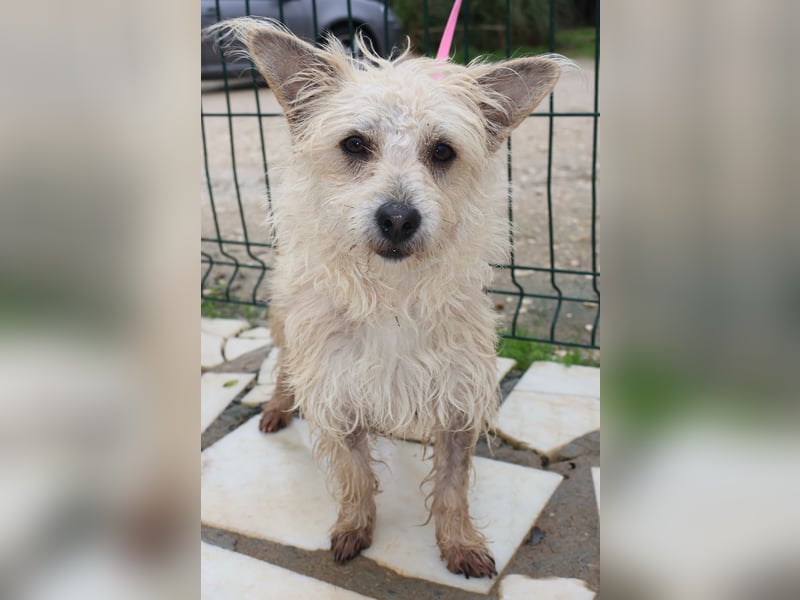 BENJI sucht sein Traumkörbchen