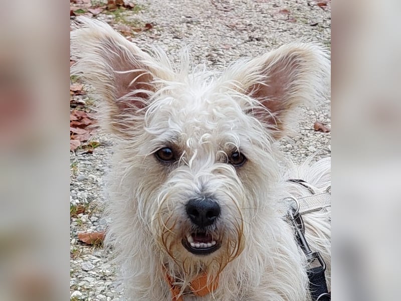 BENJI sucht sein Traumkörbchen