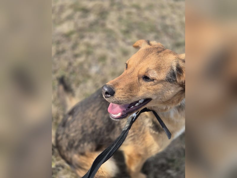 Süße Dolly(1 Jahr/10 kg/37 cm) sucht liebevolles Zuhause