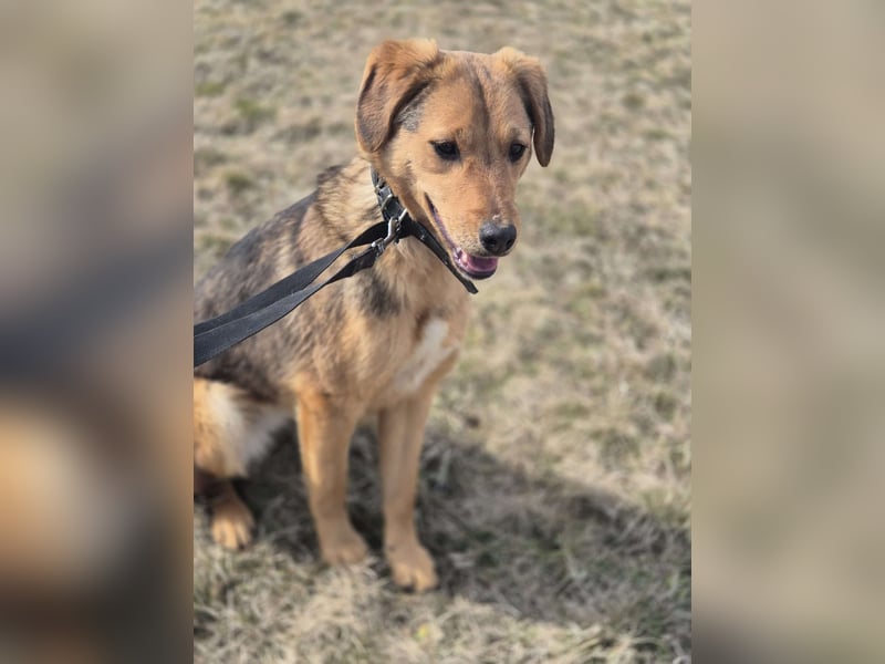 Süße Dolly(1 Jahr/10 kg/37 cm) sucht liebevolles Zuhause