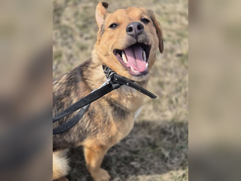 Süße Dolly(1 Jahr/10 kg/37 cm) sucht liebevolles Zuhause