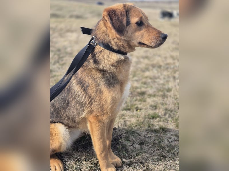 Süße Dolly(1 Jahr/10 kg/37 cm) sucht liebevolles Zuhause