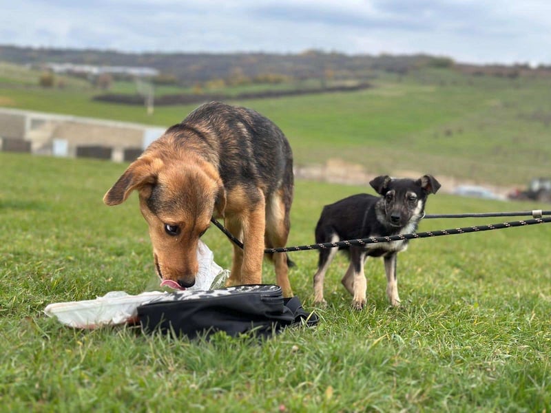 Süße Dolly(1 Jahr/10 kg/37 cm) sucht liebevolles Zuhause