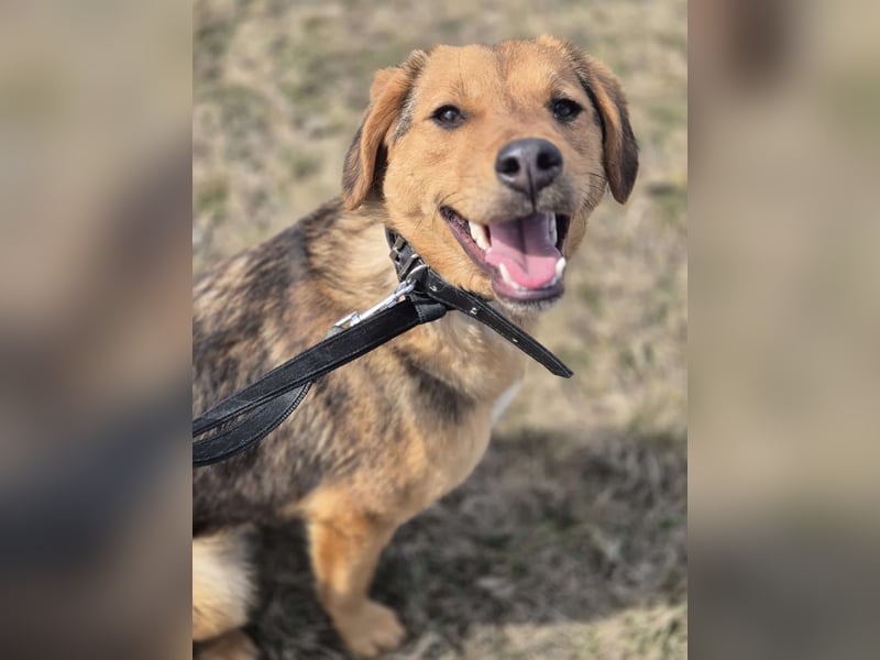 Süße Dolly(1 Jahr/10 kg/37 cm) sucht liebevolles Zuhause