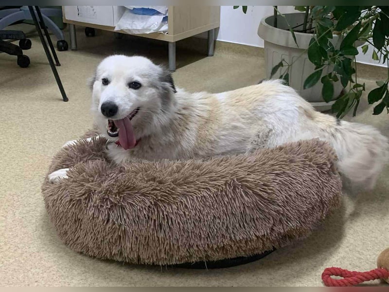 Zuckersüße Alis sucht ihre Schmusemenschen