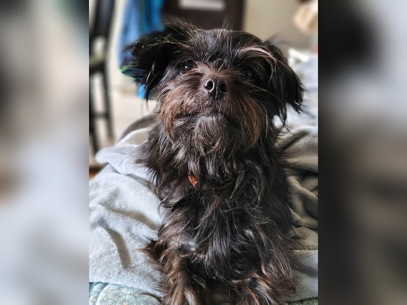 Zuckermäuschen Aya sucht liebe Menschen