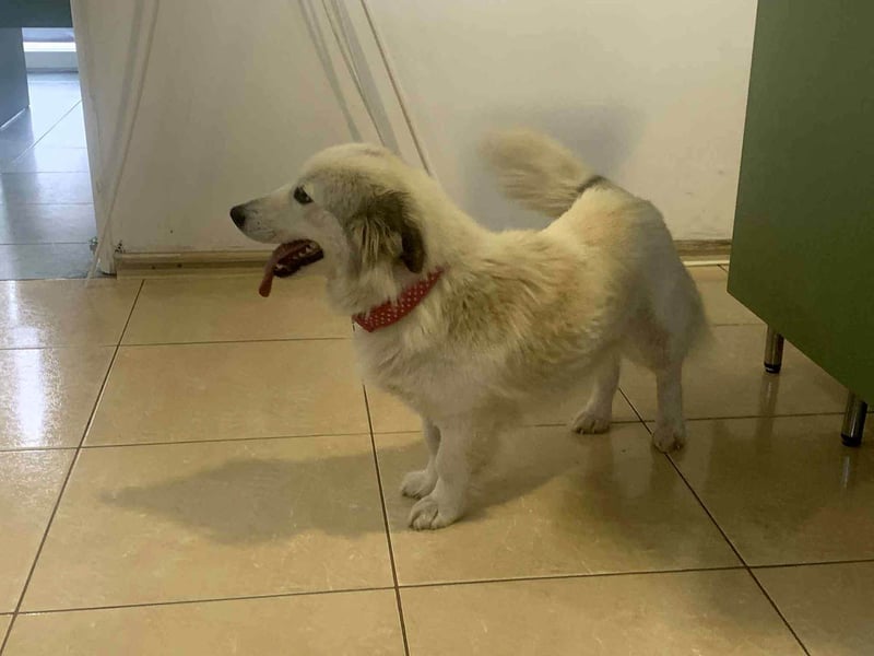 Zuckersüße Alis sucht ihre Schmusemenschen